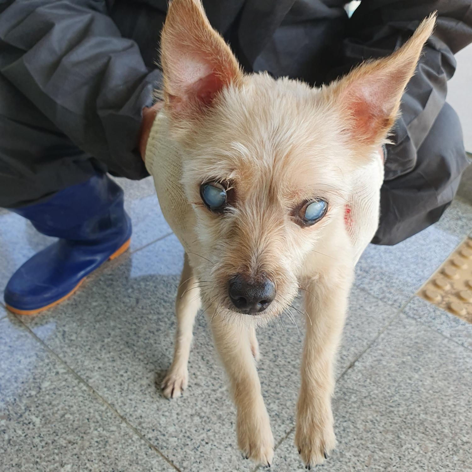 구미시 동물보호센터_447508202300776